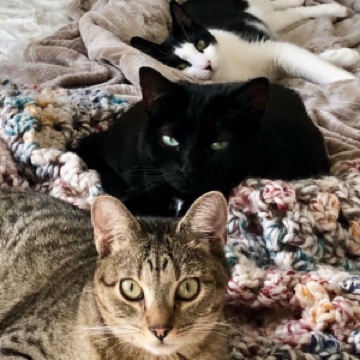 Bandit, Lola, & Sonny Jones