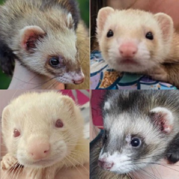 Bandit, Stripe, Sky & Starlight Rowntree