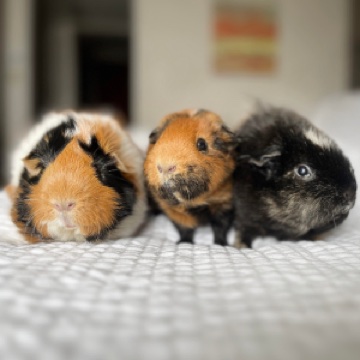 Cinnamon, Delilah & Ophelia Ozinga