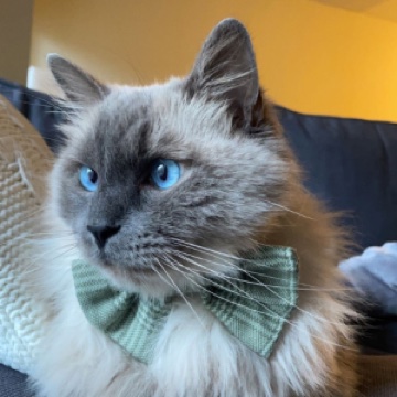 Gizmo Flackett