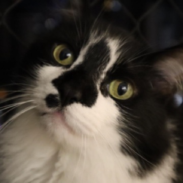 Miu Gatti
