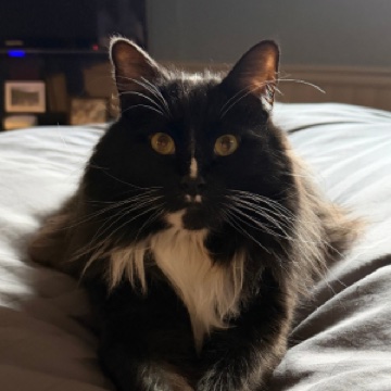 Mr. Whiskers Pinkerton