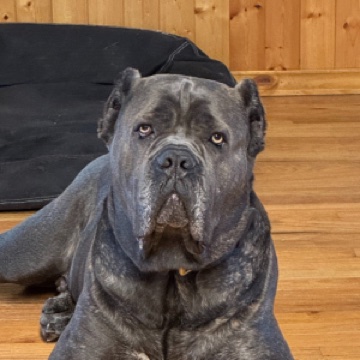 Onyx Pinkerton